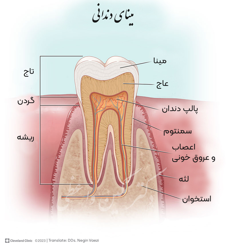 آناتومی مینای دندان، شکل بخش های مختلف مینای دندان ، محل عاج دندان، محل سمنتوم روی دندان، محل ریشه دندان