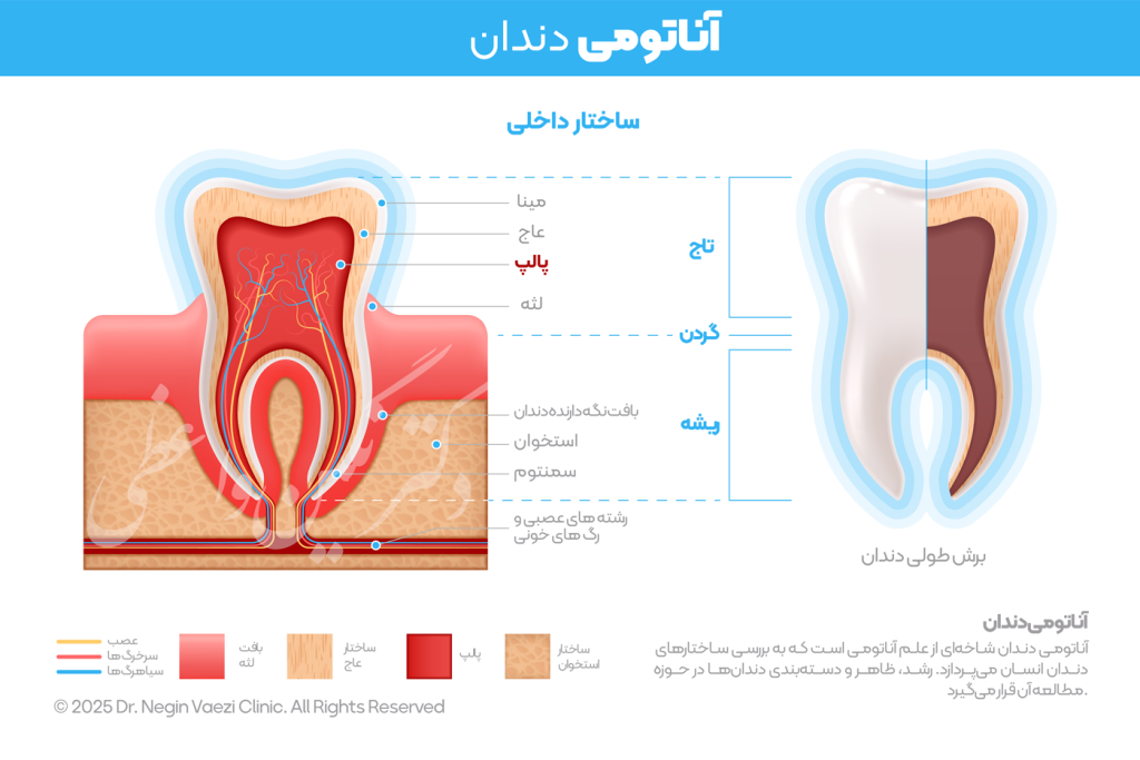تصویر آناتومی دندان Dental anatomy و ساختار داخلی دندان - پالپ دندان عاج دندان مینای دندان و لثه - تهیه شده توسط دکتر نگین واعظی جراح و دندانپزشک تبریز