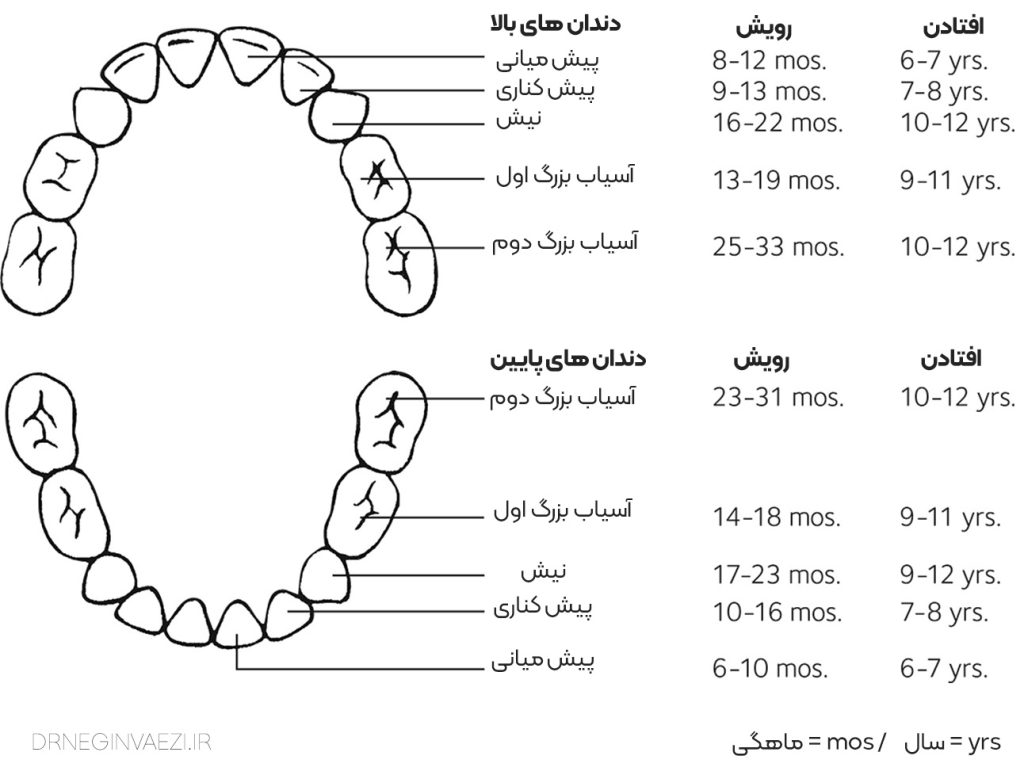جدول رویش و افتادن دندان های شیری در کودکان بر اساس انجمن علمی دندانپزشکان آمریکا ADA