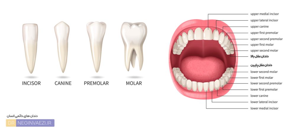نام دندان های دائمی انسان و محل قرارگیری دندان عقل - permanent teeth